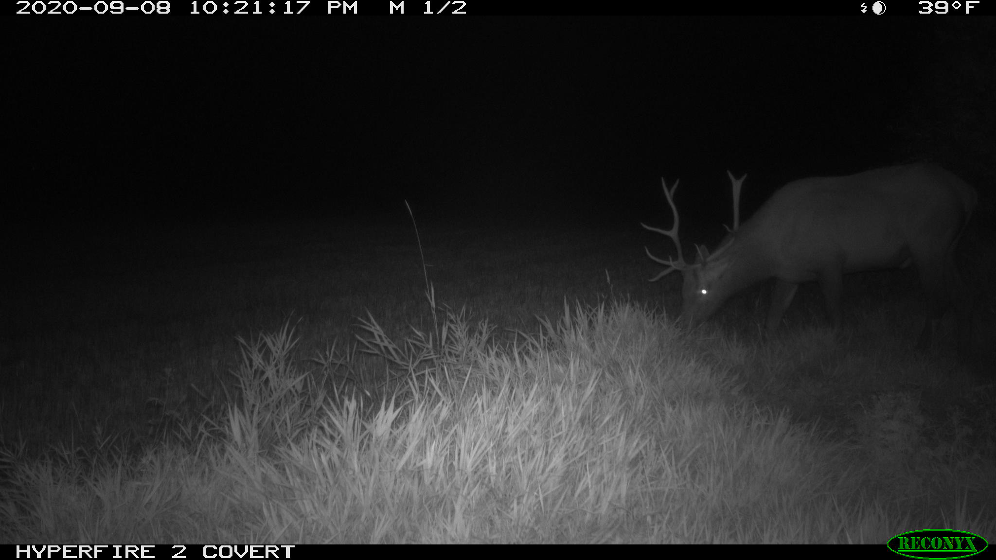 Elk (front) on Sep 8th north of Arlan's house