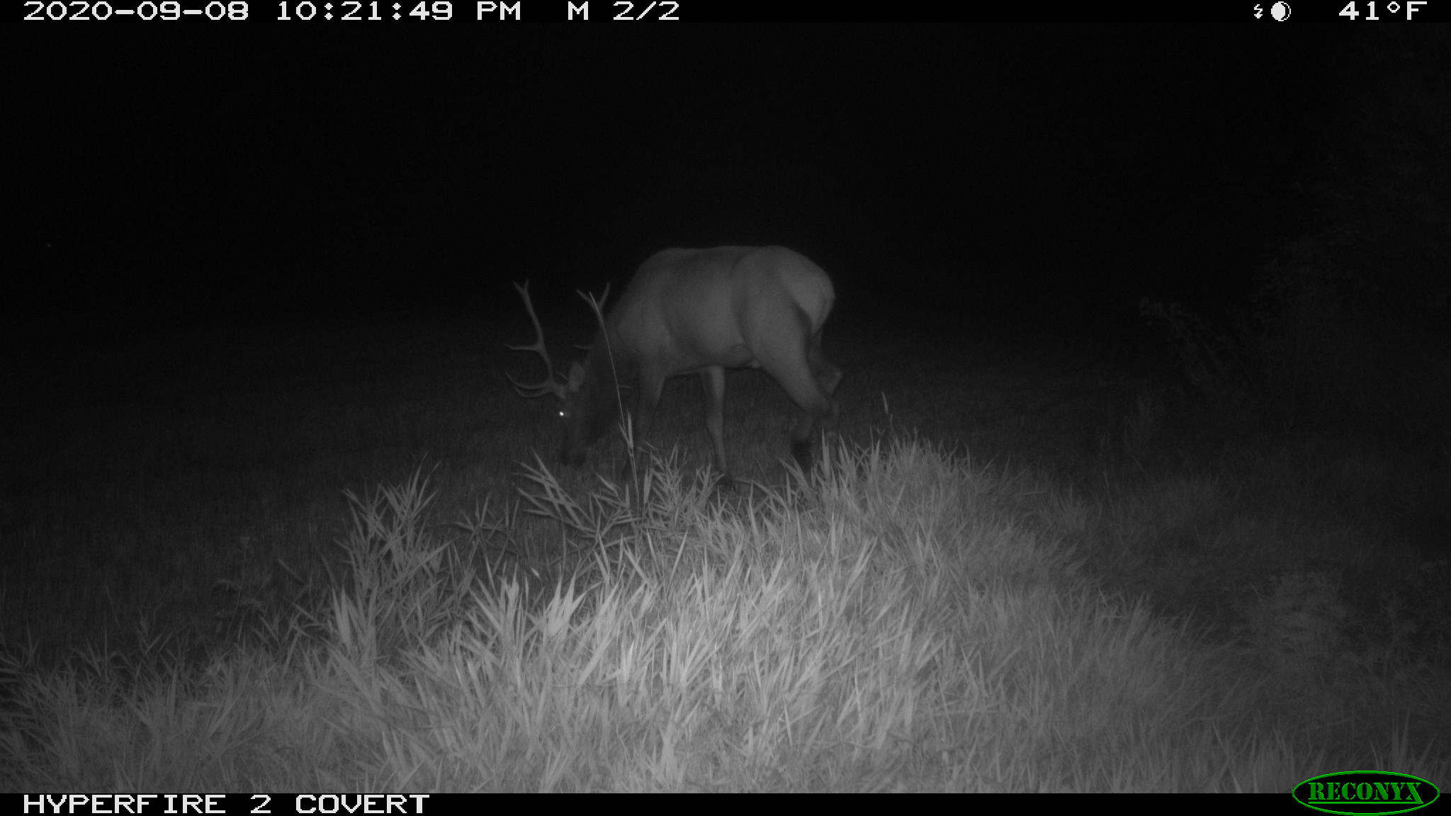 Elk (back) on Sep 8th north of Arlan's house