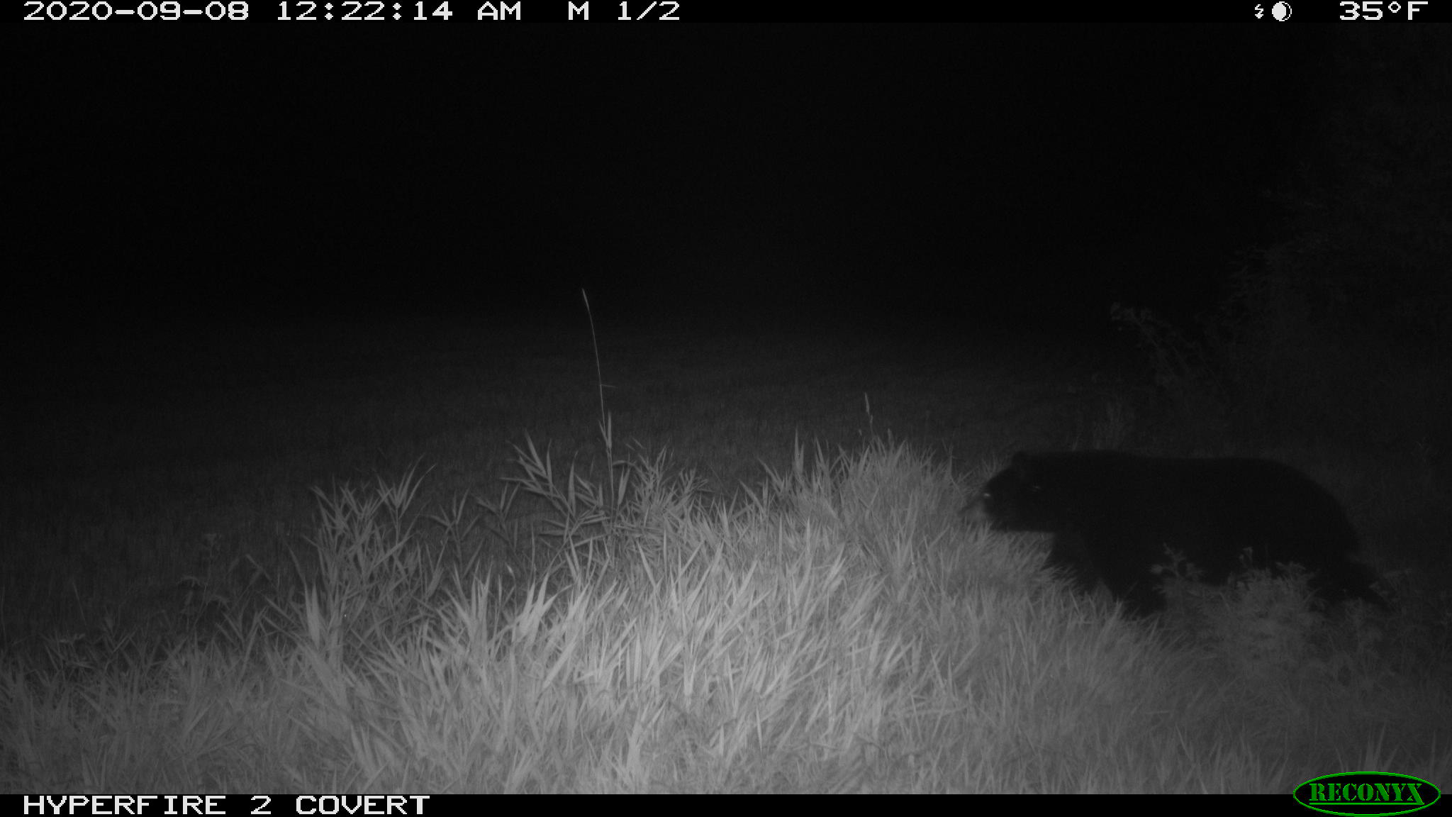 Bear on Sep 8th north of Arlan's house