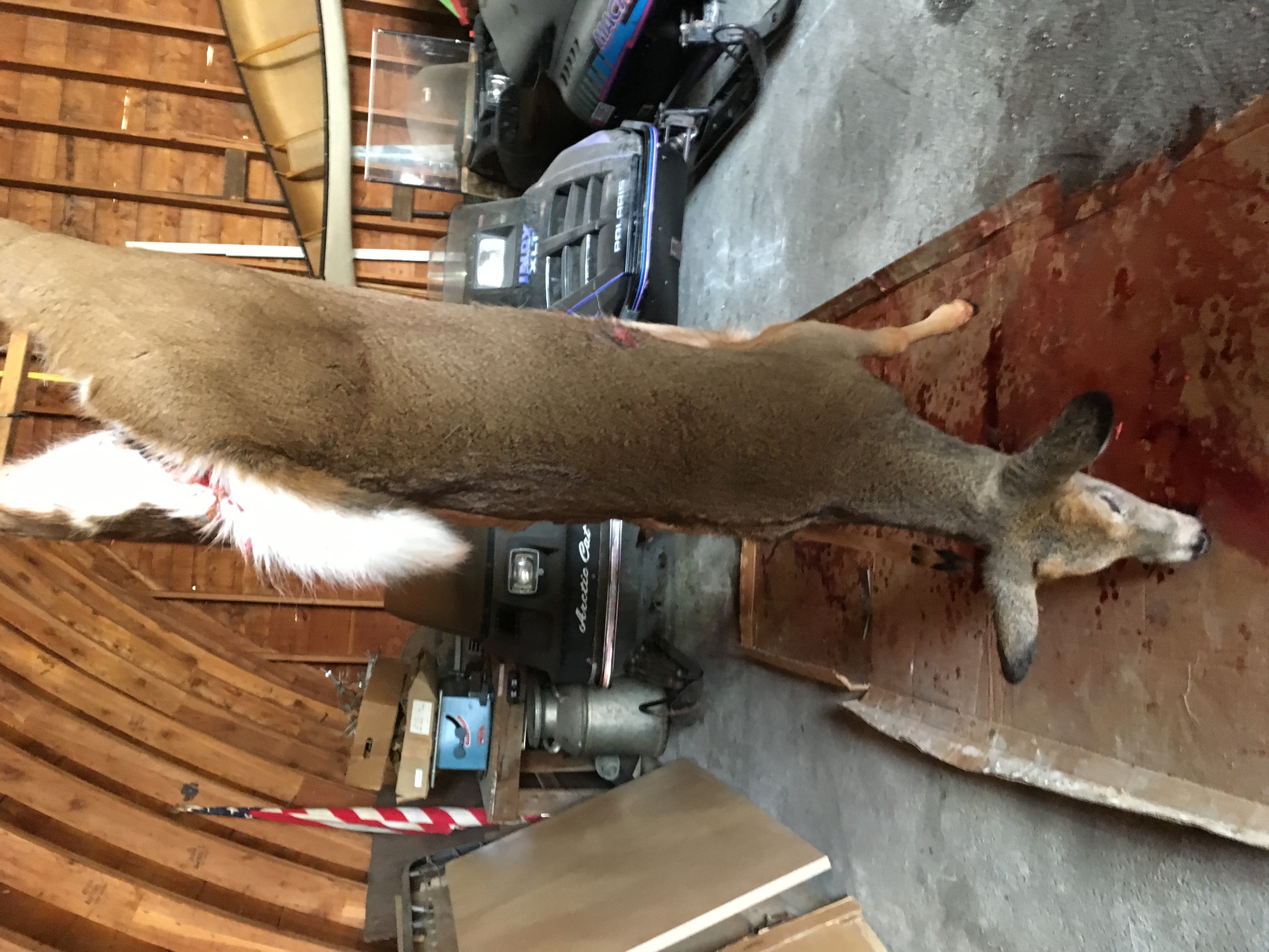 Dave shot this deer at hunt opening on Saturday morning to start off the season