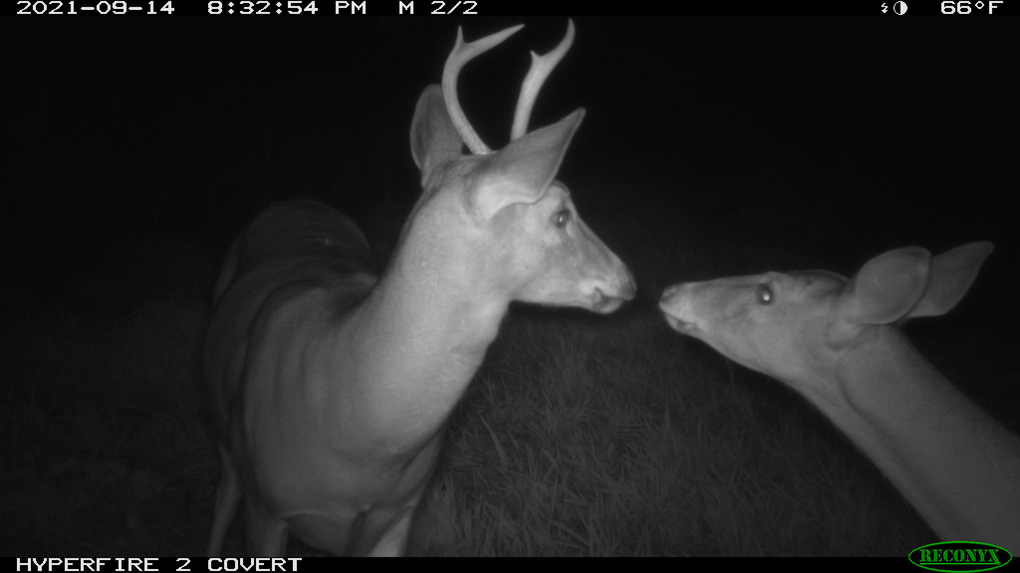 Small buck & doe south of hunting shack in October