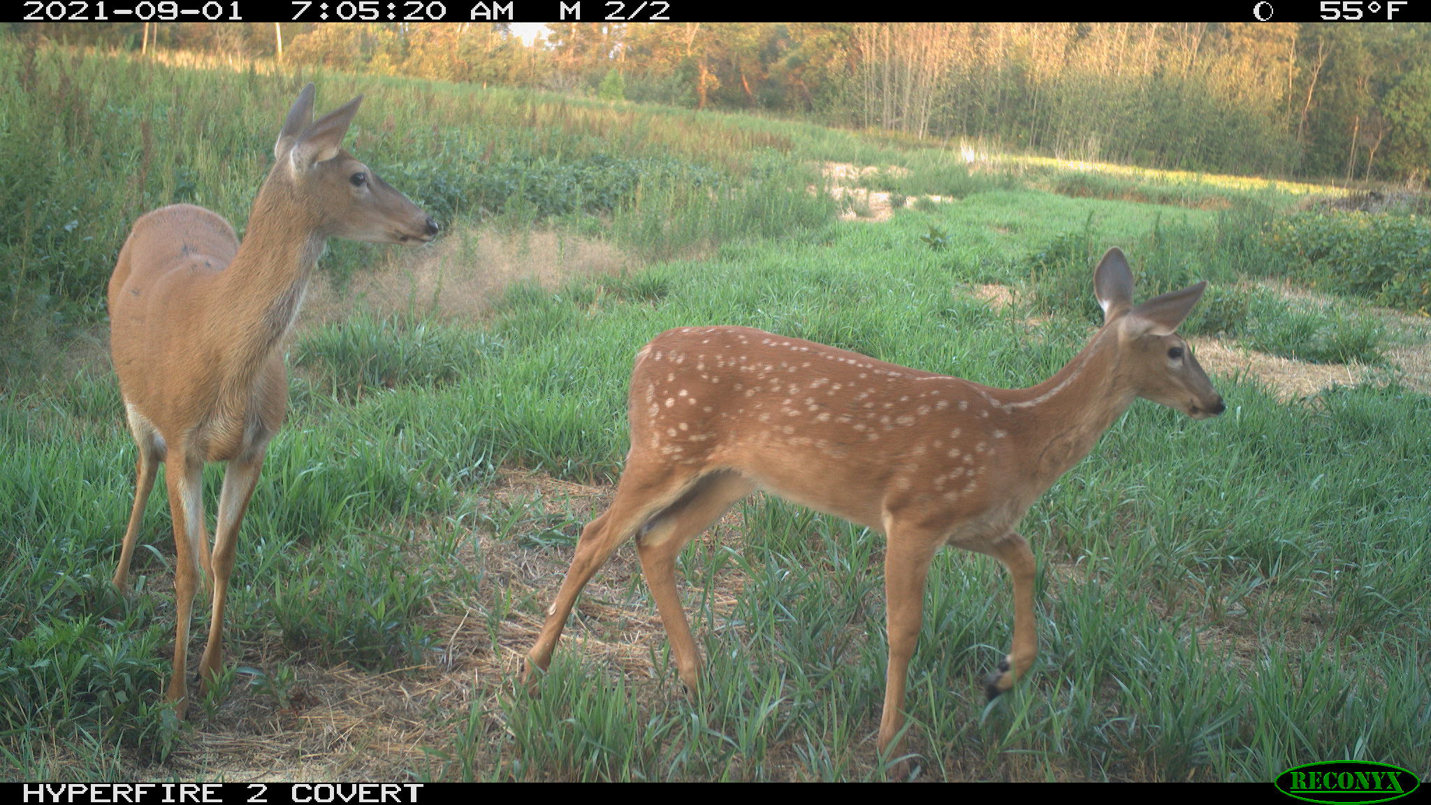 doe & fawn south of hunting shack in October