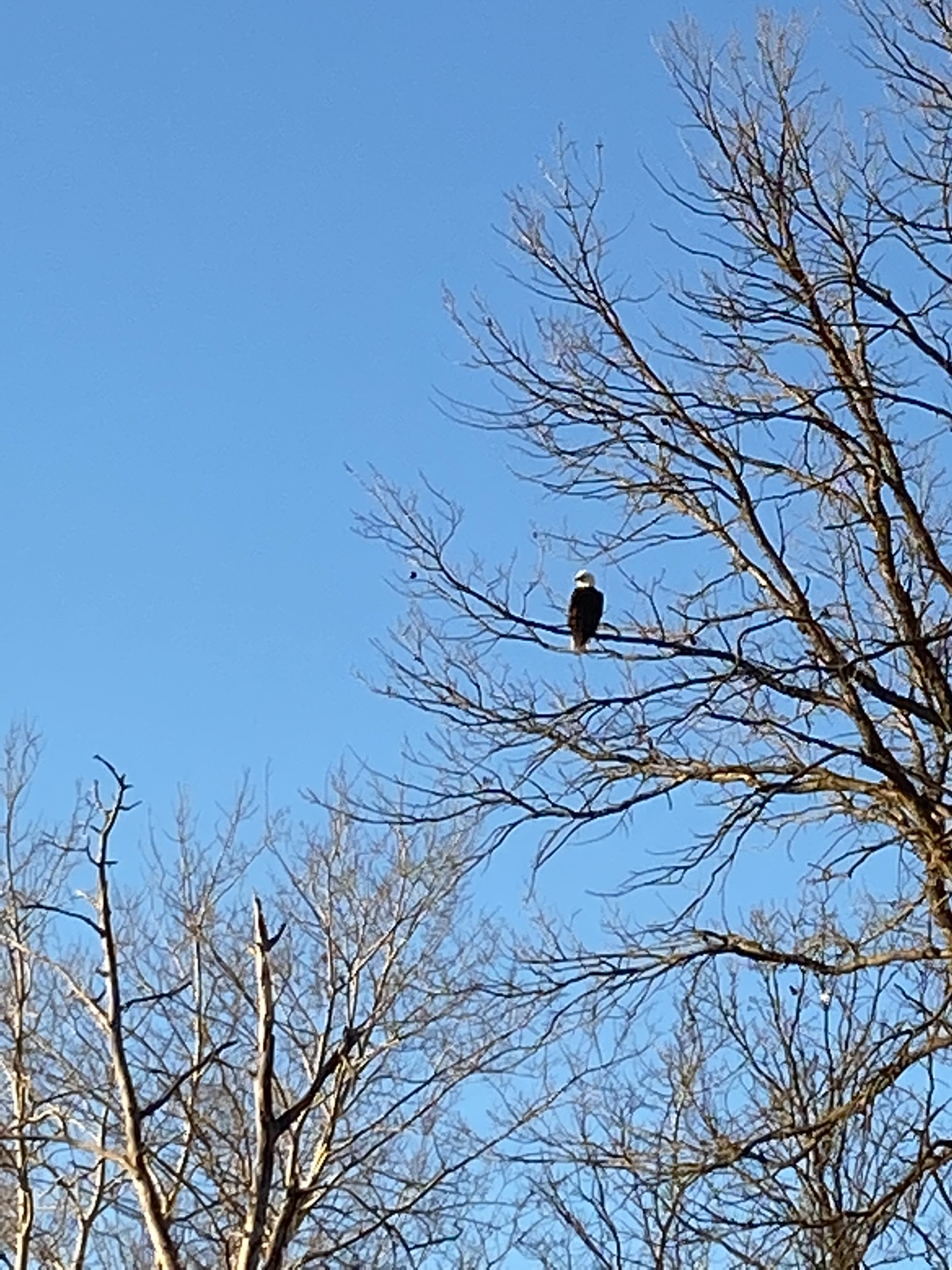 Eagle south of dad's house during hunt