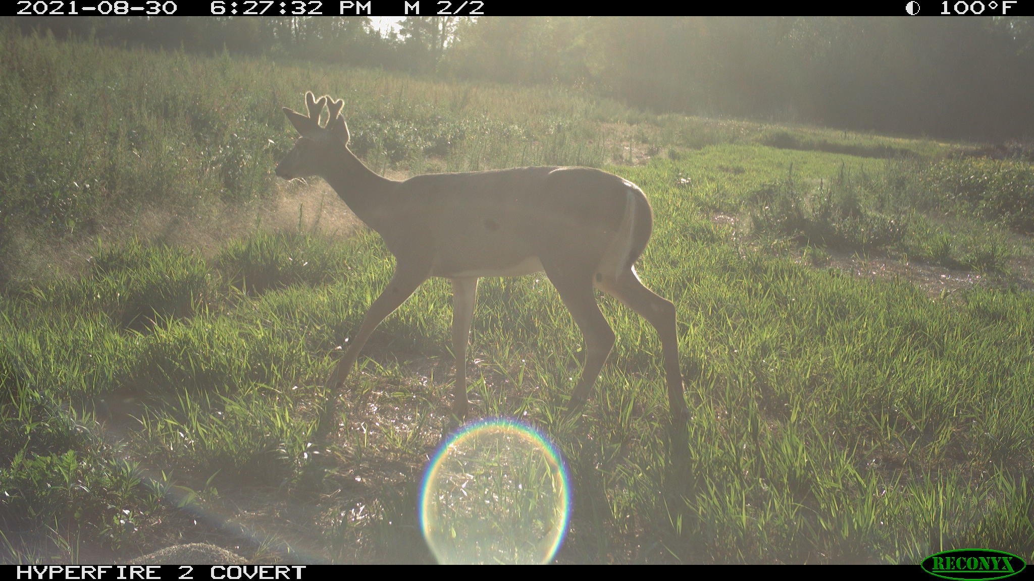 Small buck south of hunting shack in August