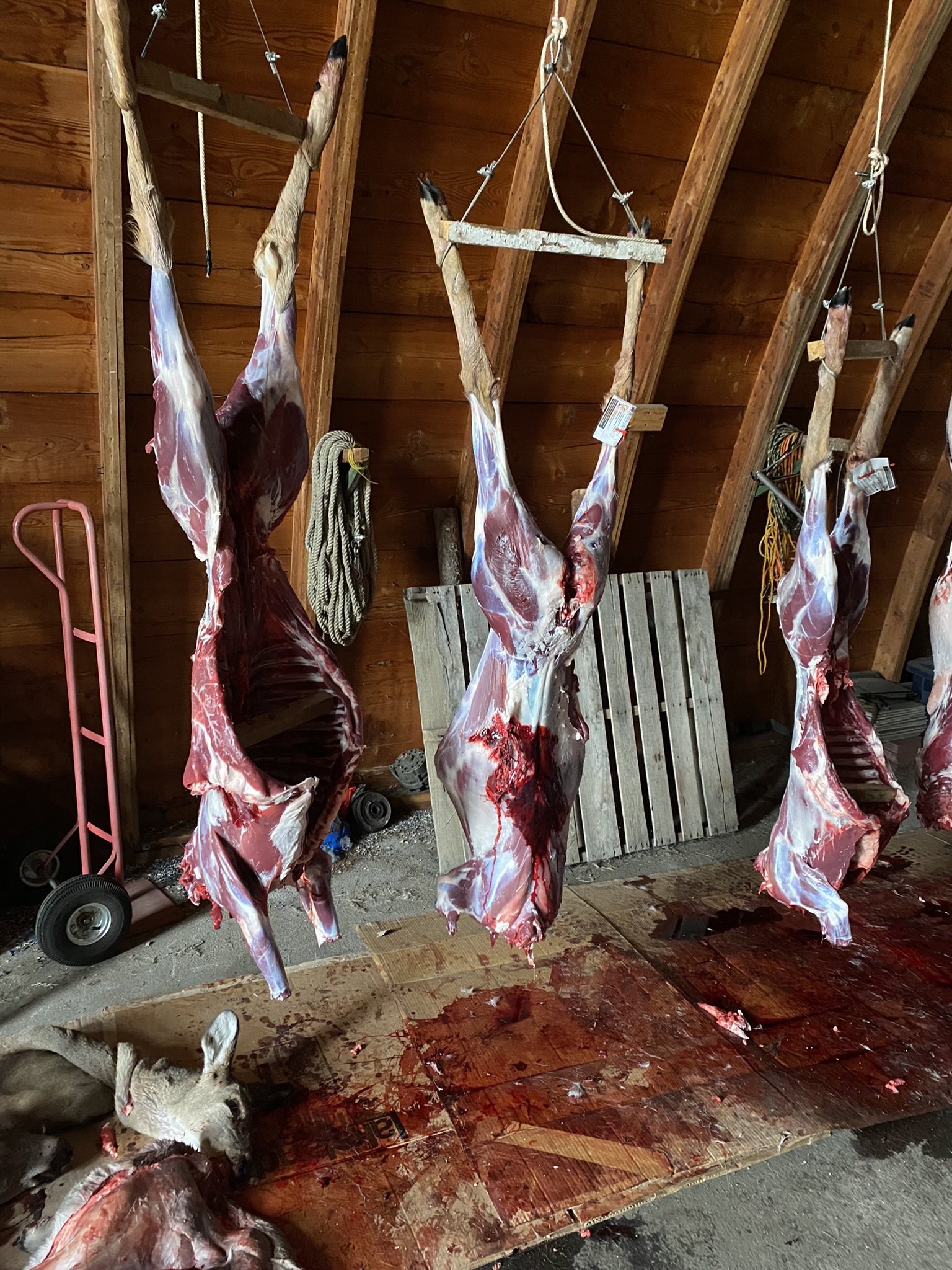 Harlan's 3 deer hanging