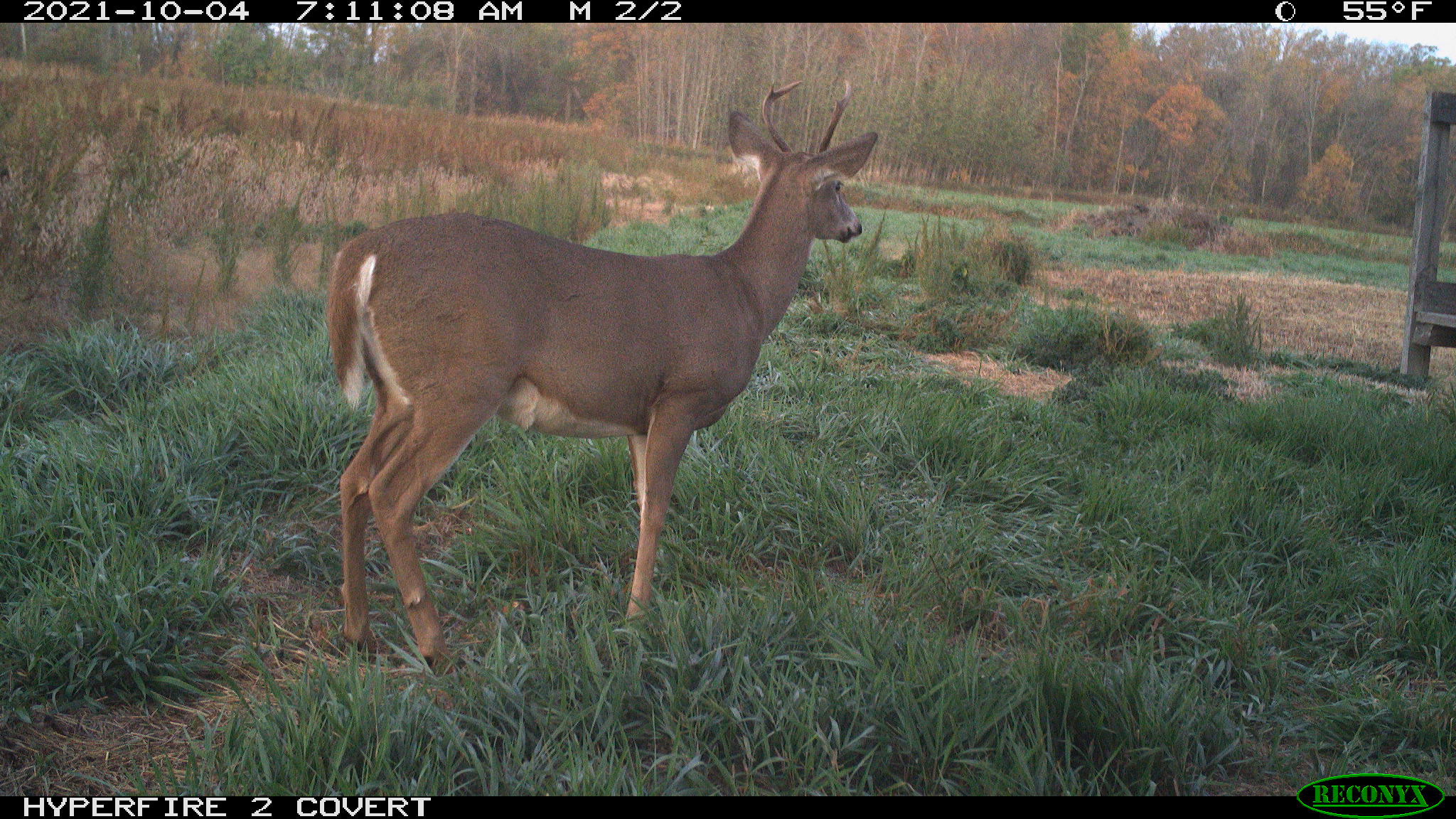 Small buck south of hunting shack in October