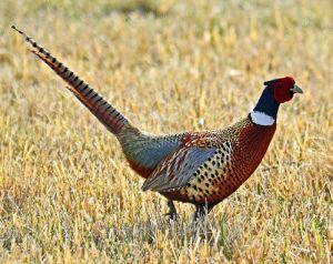 pheasant image