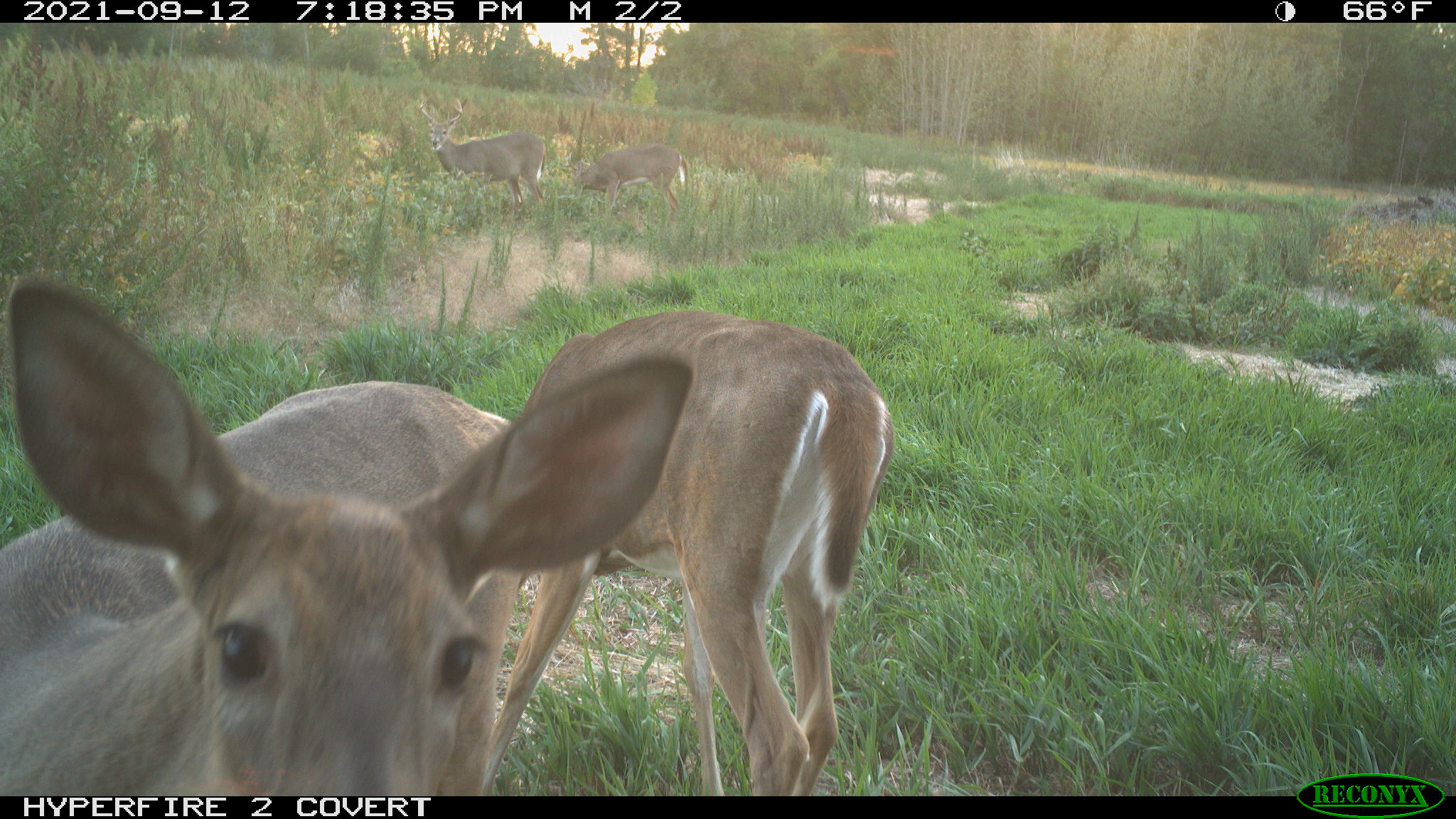 A few deer south of hunting shack in September