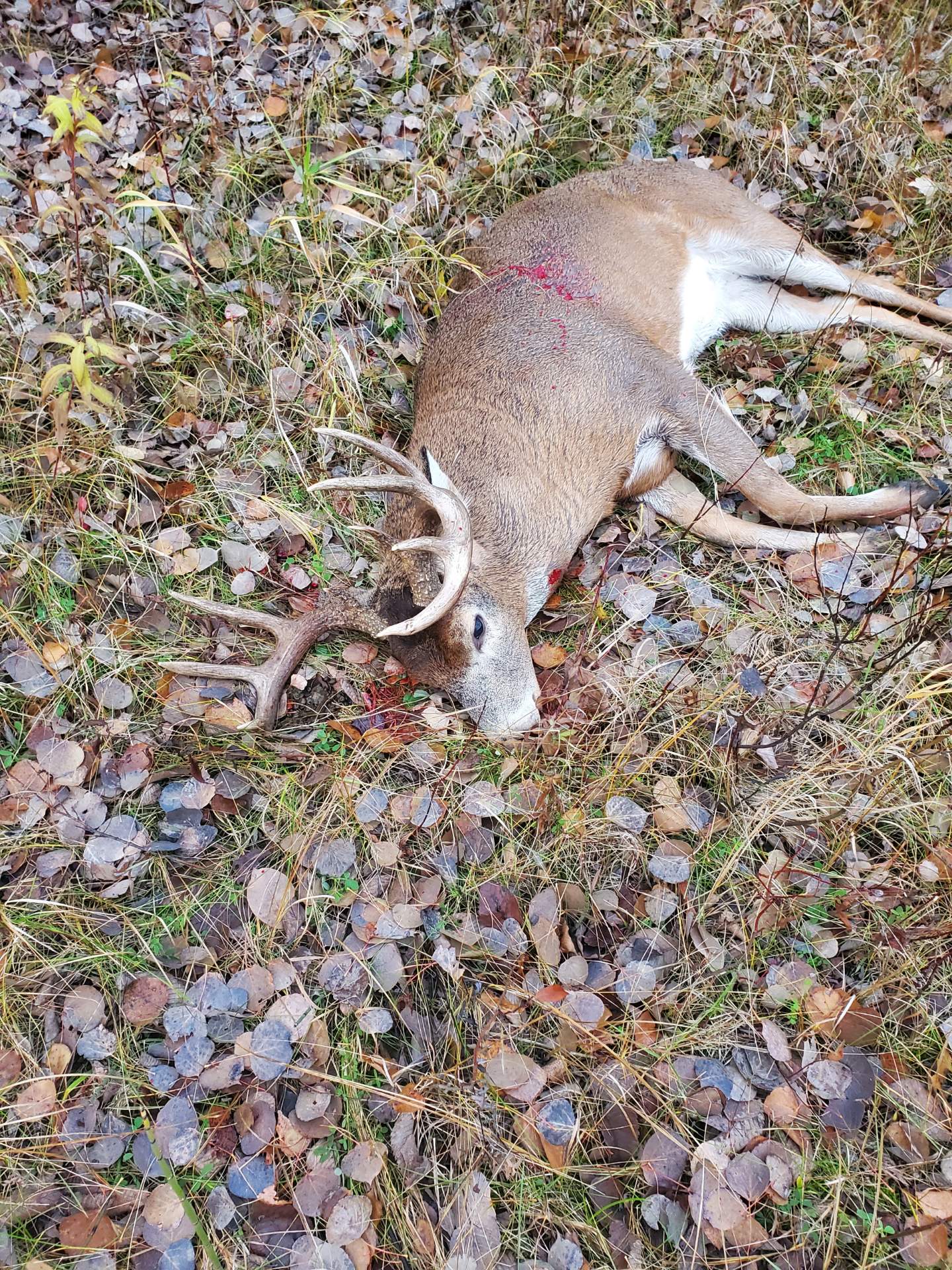 Tom's big buck