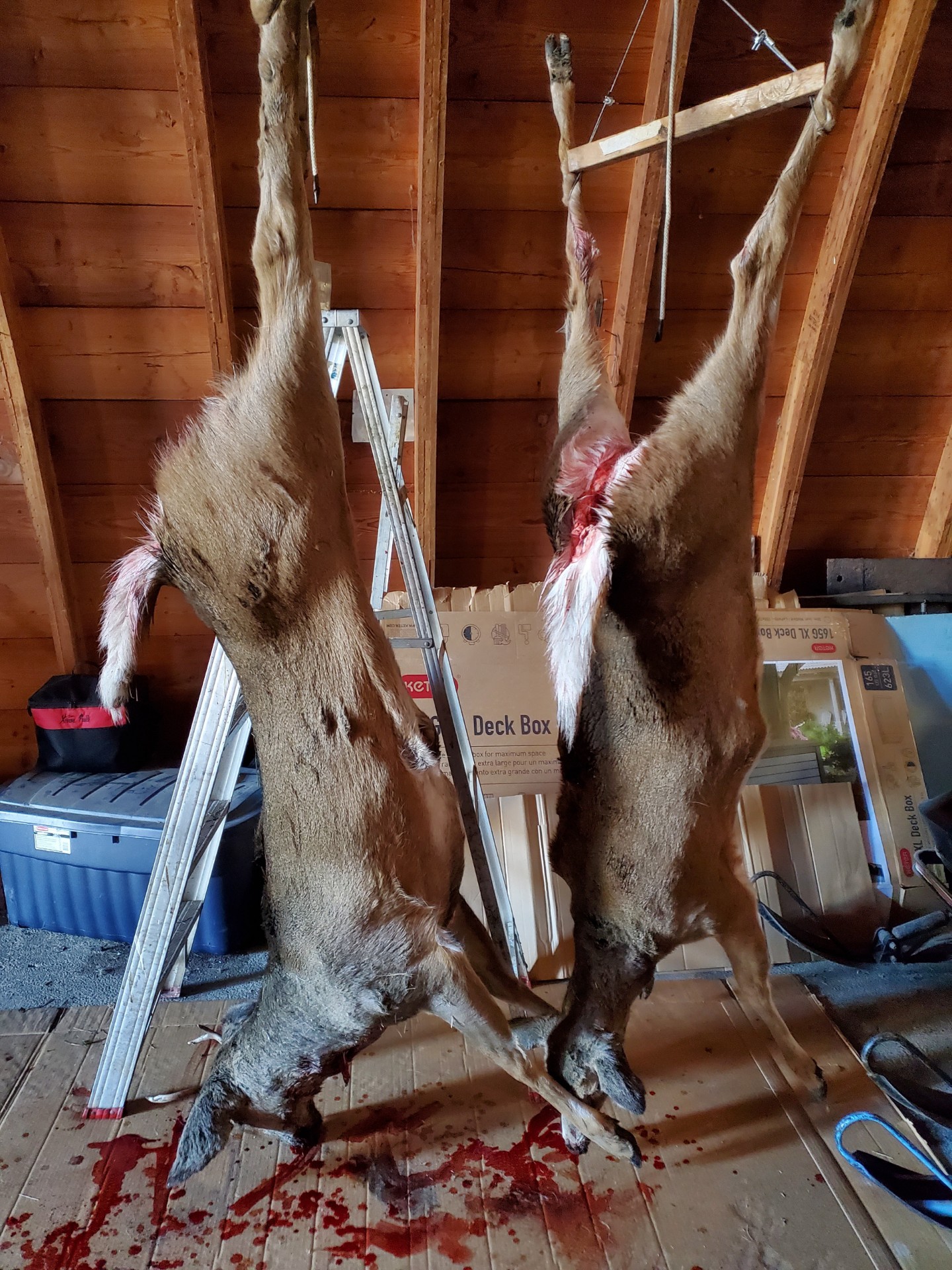 Tom and Jared's opening morning deer