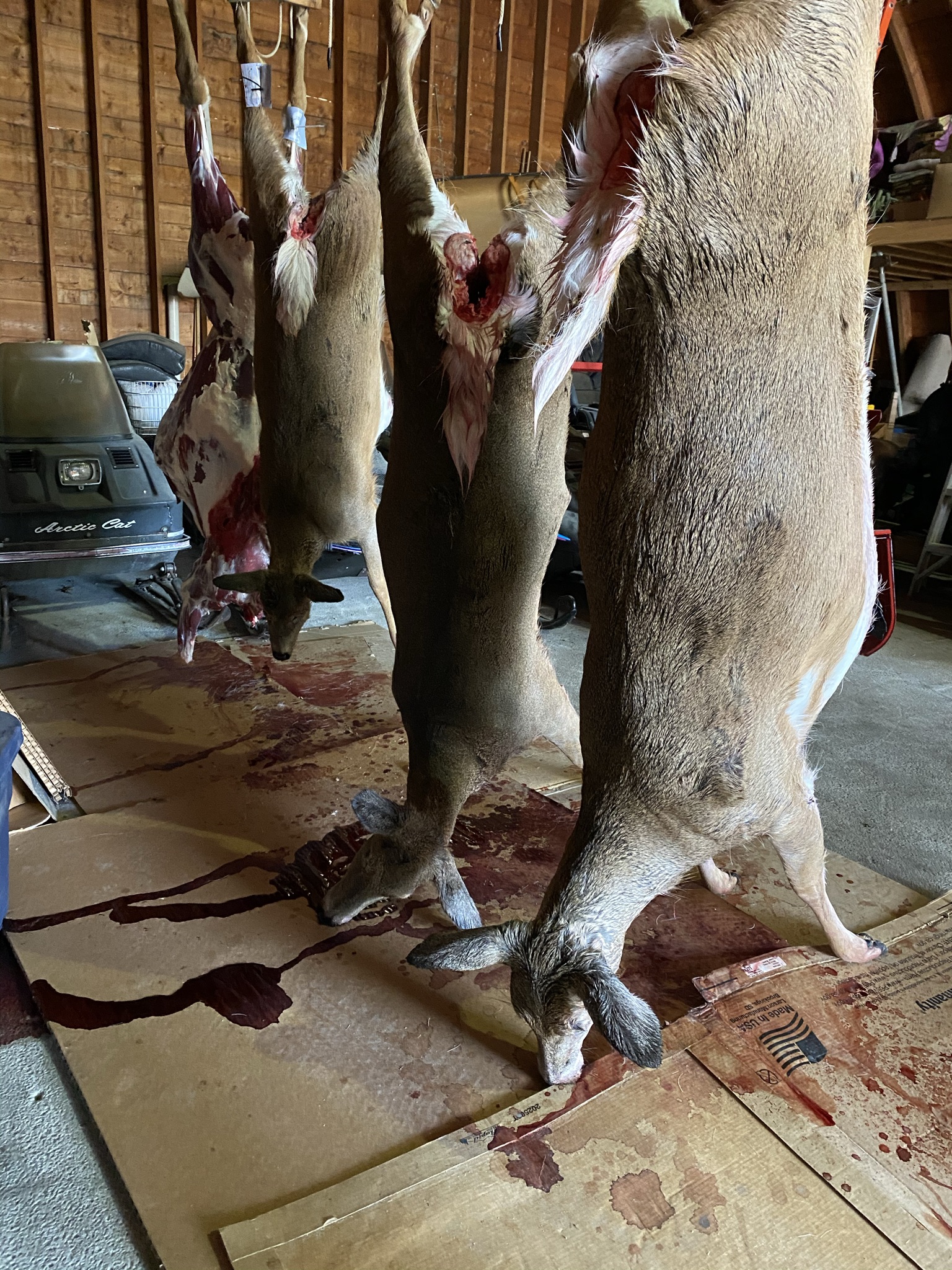 Tom and Morgan's opening day deer