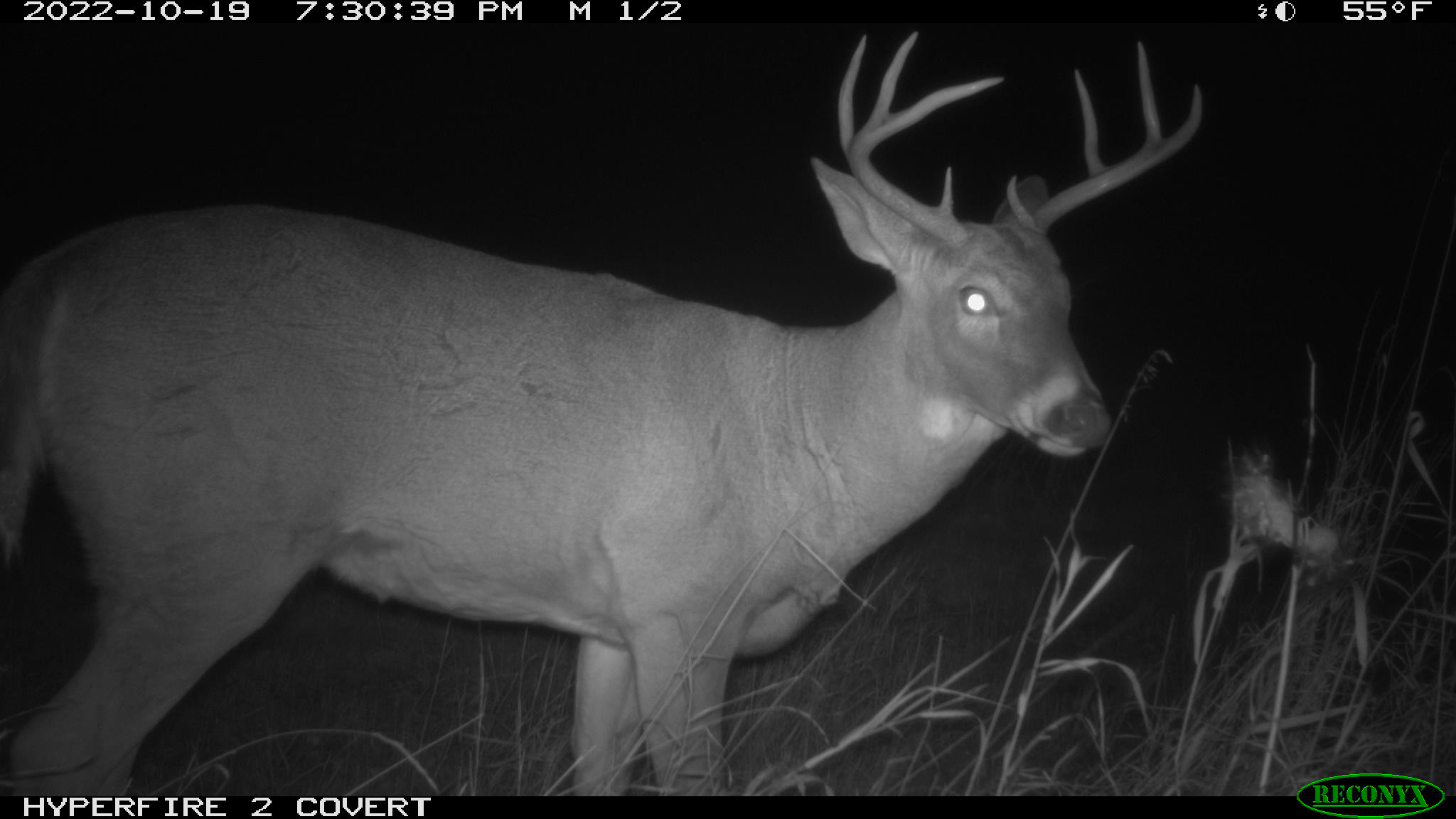 Wyatt's buck walking around